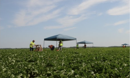 Test excavations during Phase II evaluation along Red Lake River, Polk County.