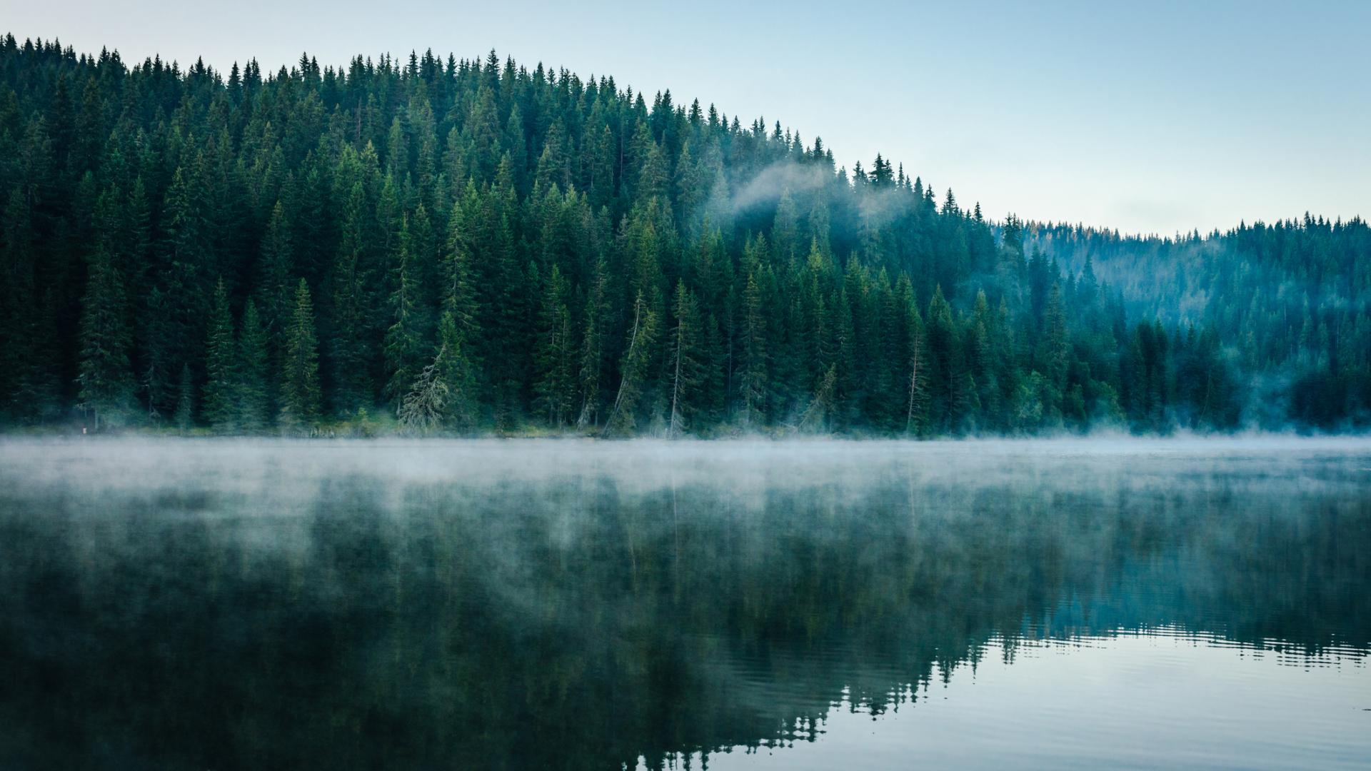 Trees and lake (stock)